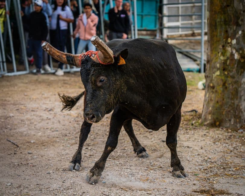 Fiesta: Carretillas de Cantoría, Cantoria