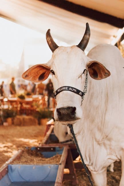 Mercadillo: Concurso de Ganado Asturiano de los Valles (Cangas de Onís), Cangas de Onís