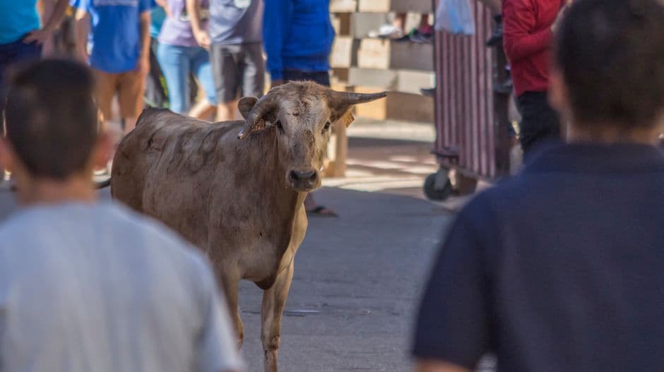 Fiesta: Encierros Taurinos de La Peza, La Peza