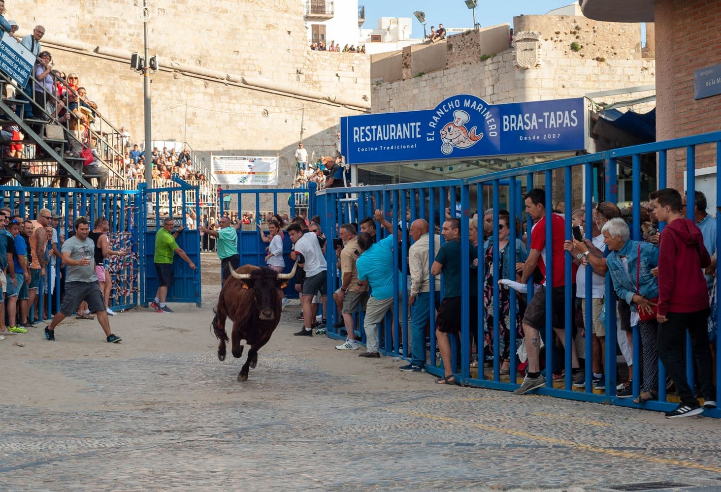 Fiesta patronal: Encierros y Capeas de Ayora, Ayora
