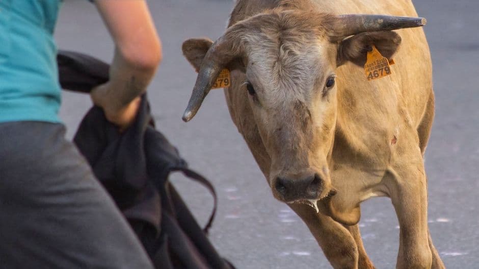 Fiesta patronal: Entrada de las Vacas de Tibi, Tibi
