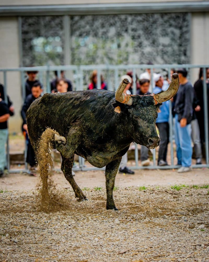Fiesta patronal: Entrada de Toros al Estilo Calijó, Càlig