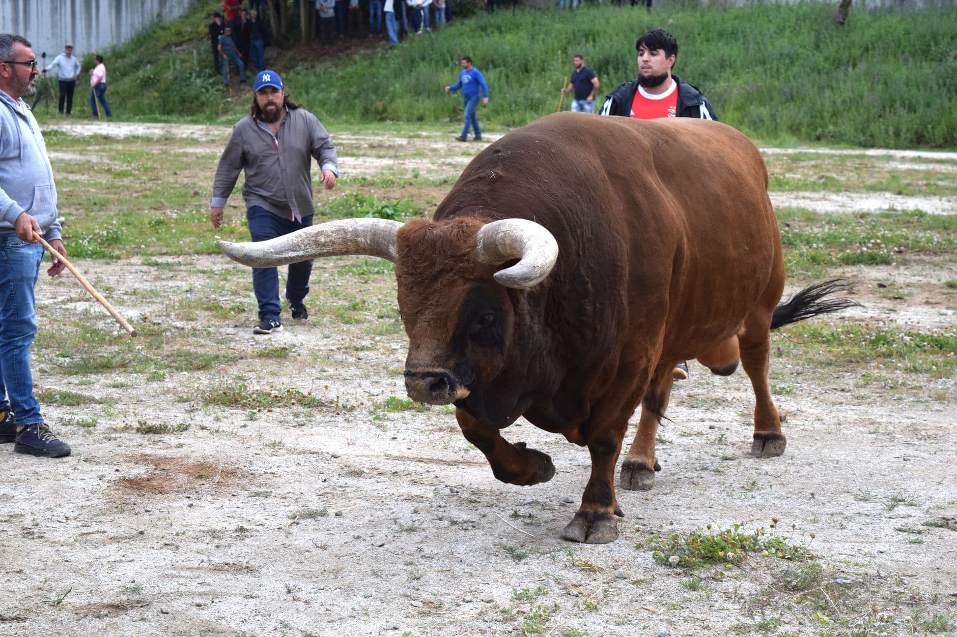 Fiesta patronal: Entrada de Toros y Caballos de Segorbe 2026
