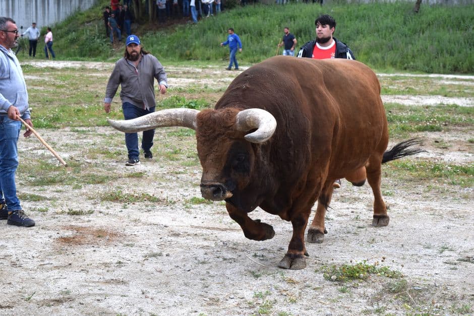 Fiesta patronal: Entrada de Toros y Caballos de Segorbe, Segorbe