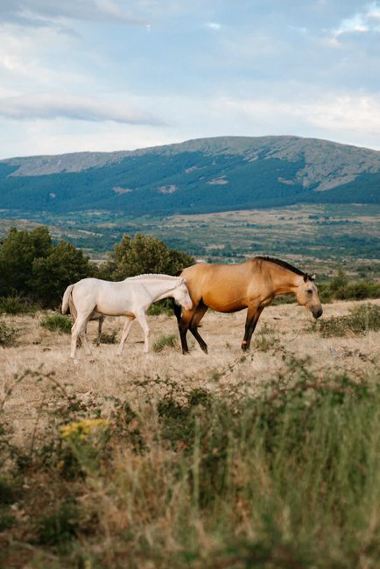 Feria: Equina Galicia de Silleda, Silleda