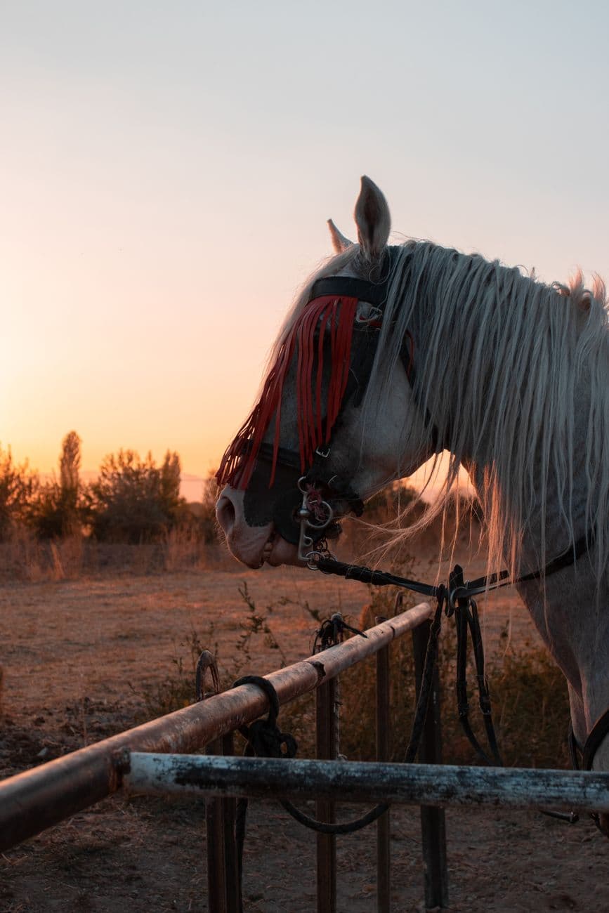Feria: Feira Cabalar de San Martiño de Francos, Teo