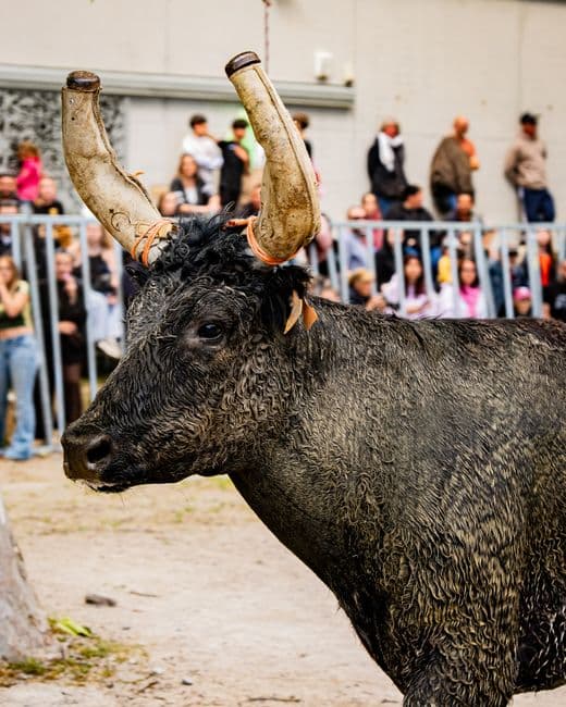 Mercadillo: Feria de Ganado de Onís, Onís