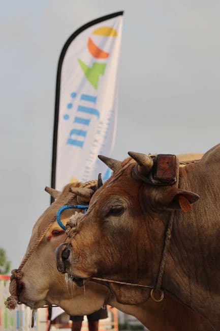 Mercadillo: Feria de Ganado de Proaza, Proaza