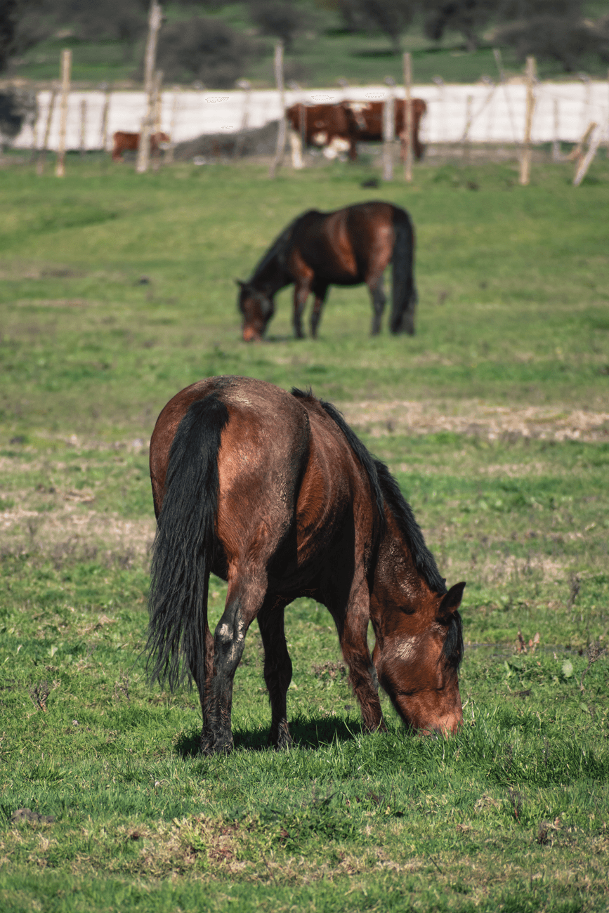 Feria: Feria de Ganado de Requejo, Campoo de Enmedio