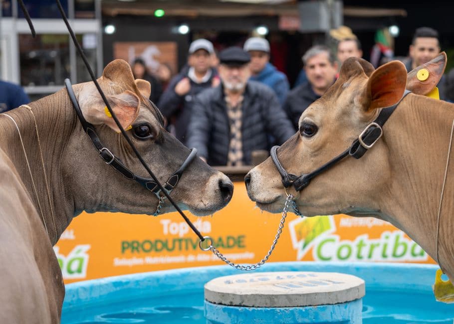 Feria: Feria de Ganado de Teror, Teror