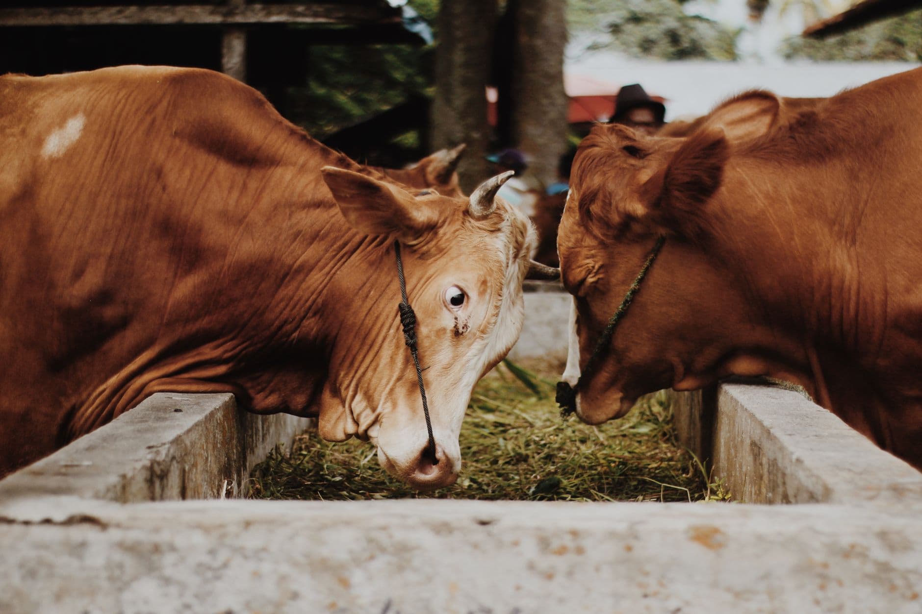 Feria: Feria de Ganados y Maquinaria Agrícola de Cedrillas, Cedrillas