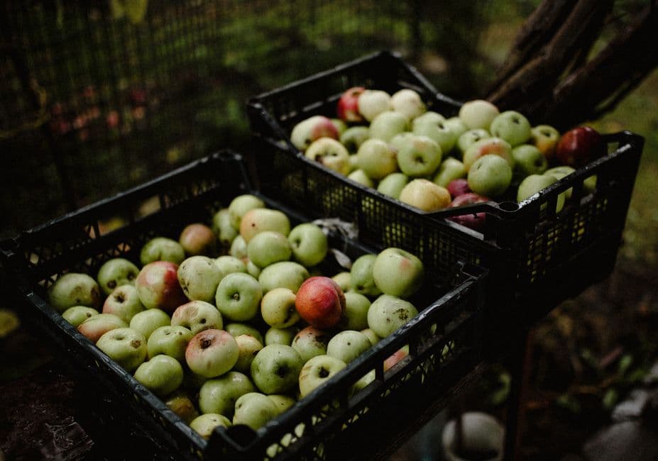 Feria: Feria de la Manzana de Ibarbi en Errezil, Errezil