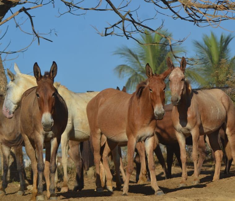 Feria: Feria de la Mula de Arenas, Arenas