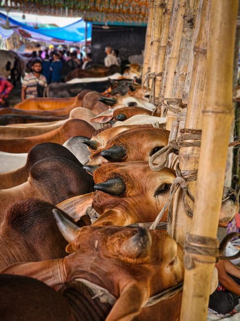 Feria: Feria de Muestras de Vegadeo (Silvallana), Vegadeo