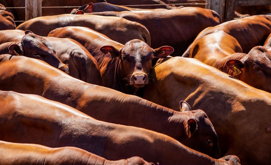 Mercadillo: Feria de San Antontxu de Mungia, Mungia