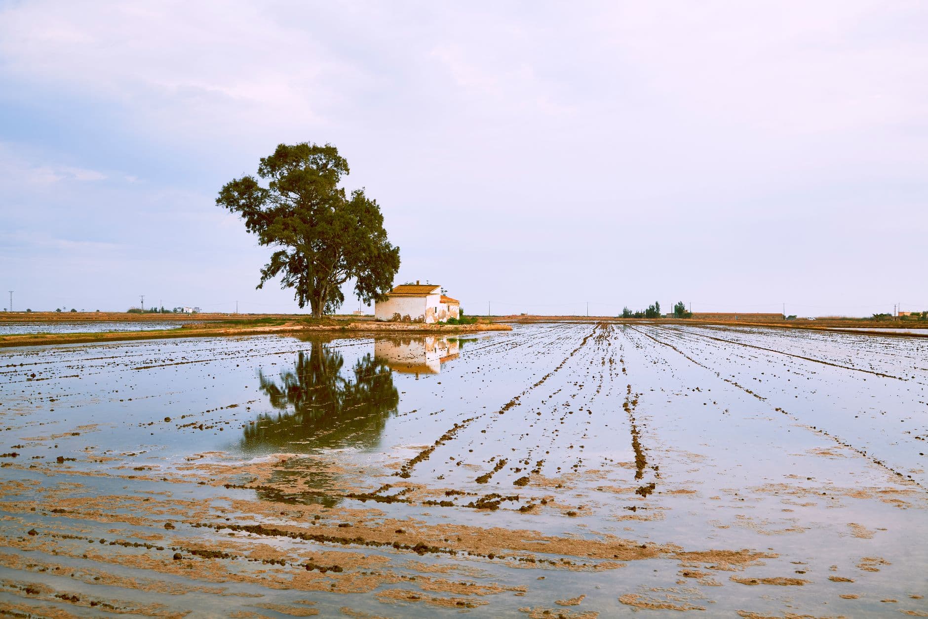 Feria: Feria del Arroz y encierros de Calasparra 2026