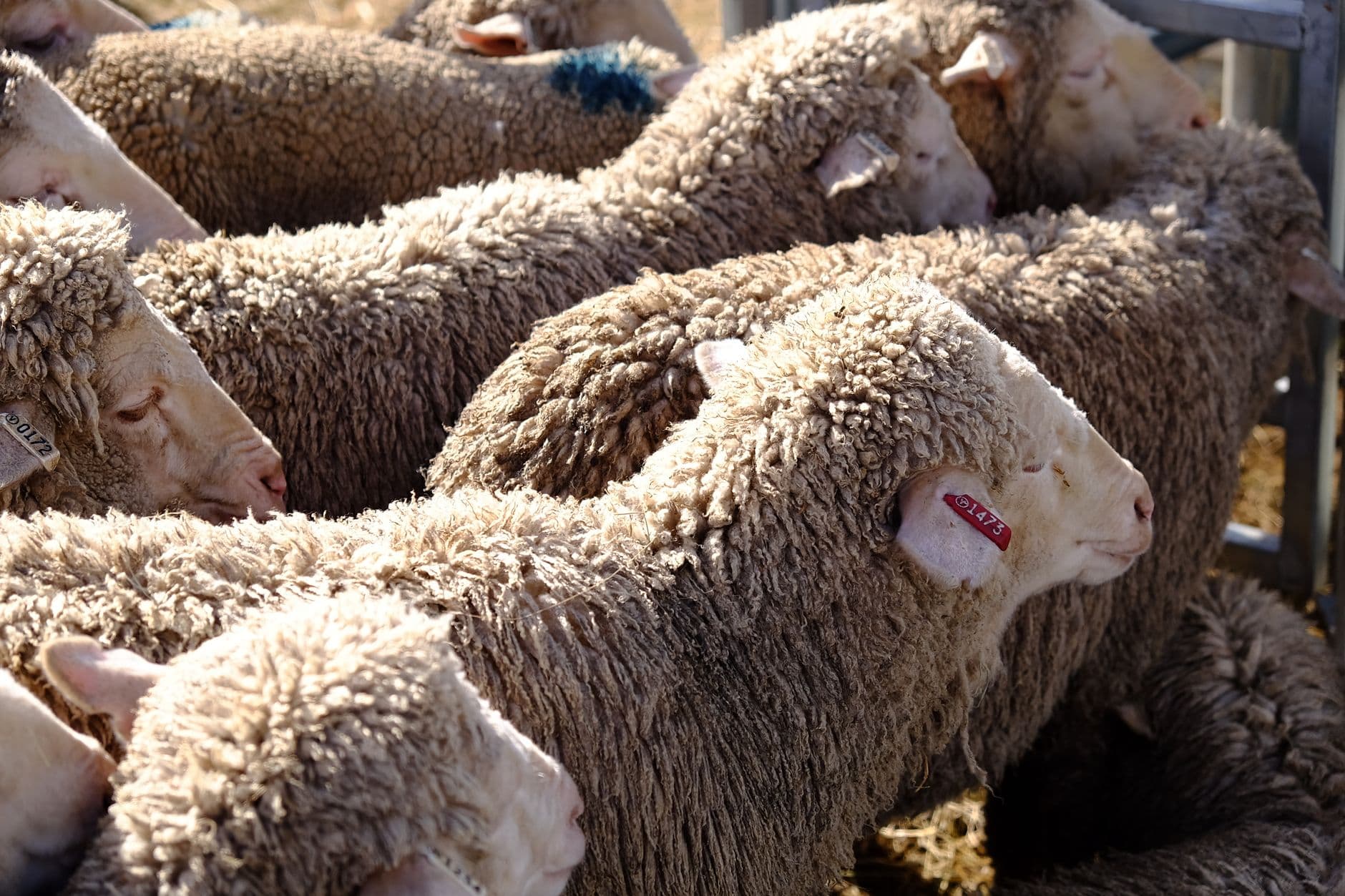 Feria: Feria Internacional Ganadera de Zafra 2026