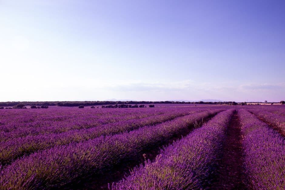 Feria: Fiesta de la Lavanda, Brihuega