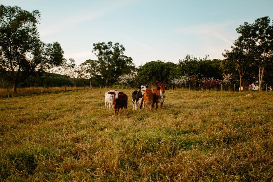 Feria: Fiesta de San Antón y los Nabos de La Foz de Morcín, Morcín