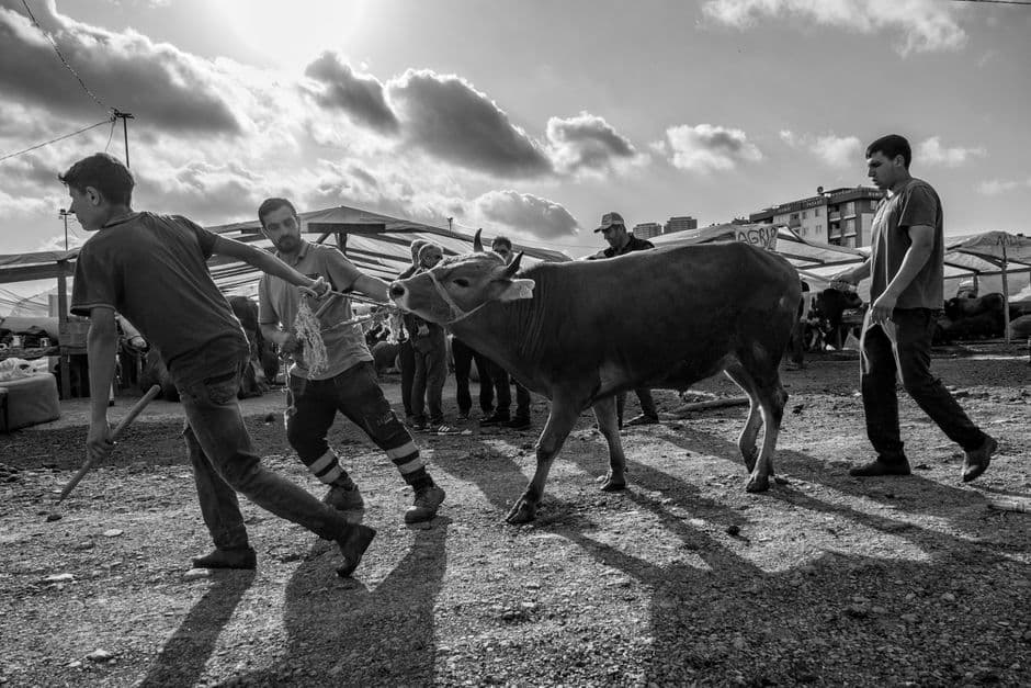 Fiesta patronal: Fiesta de San Antonio de Muros de Nalón, Muros de Nalón