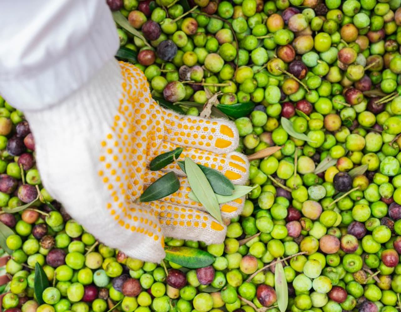 Feria: Fiesta del Aceite de Oliva de Rioja Alavesa en Moreda de Álava, Moreda de Álava