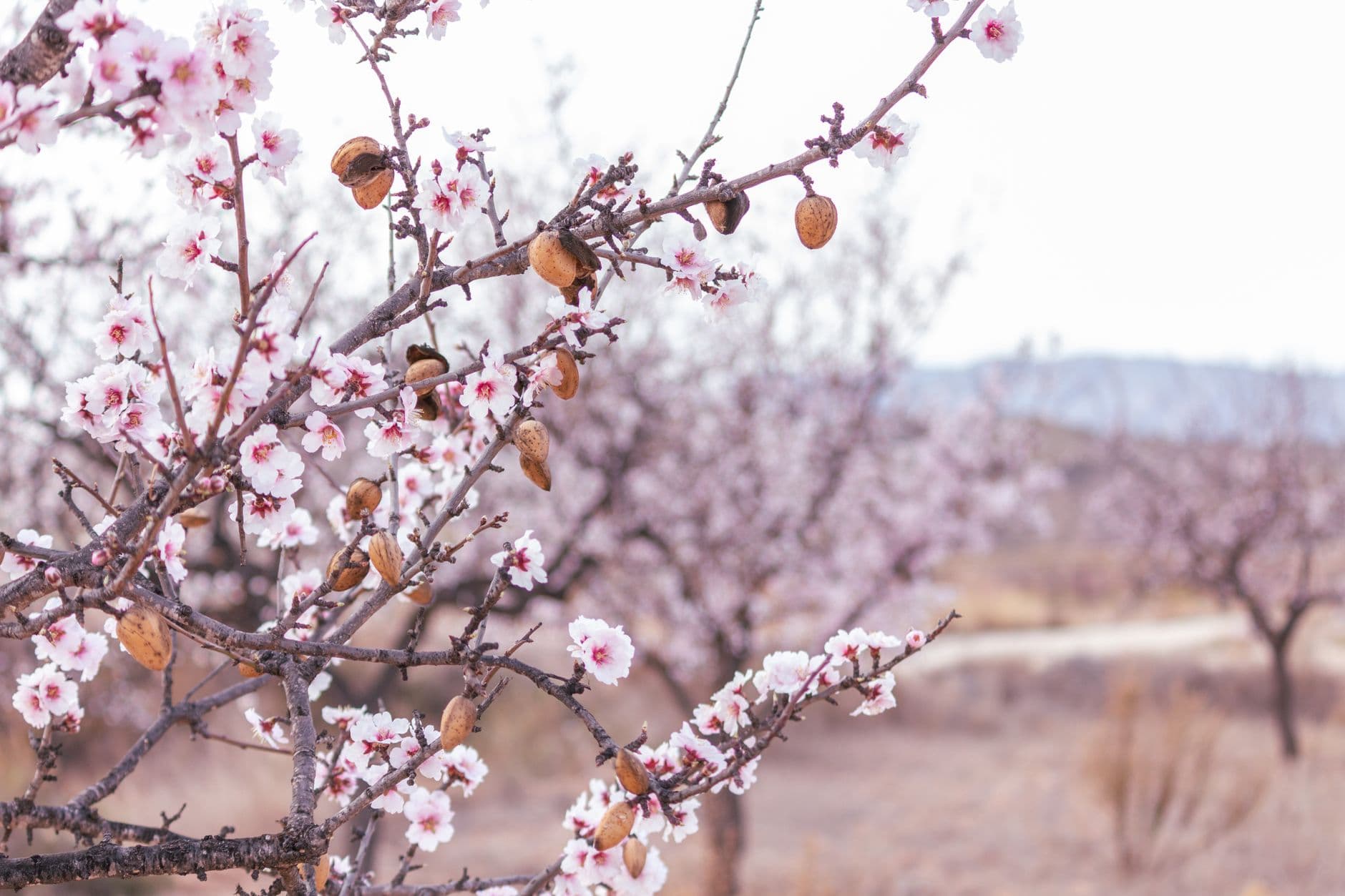 Feria: Fiesta del Almendro en Flor de Tejeda 2026
