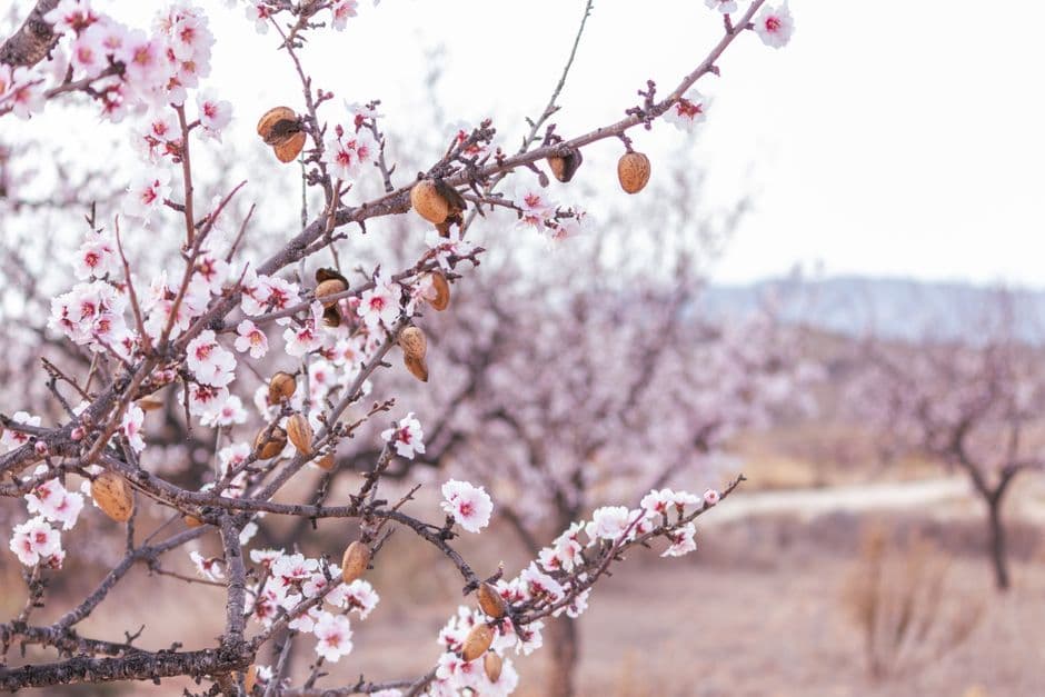 Feria: Fiesta del Almendro en Flor de Tejeda, Tejeda
