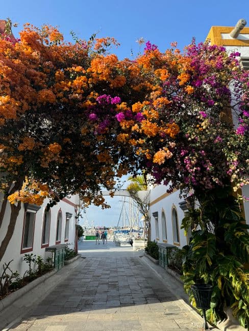 Fiesta: Fiestas de San Juan Bautista de Arucas, Arucas