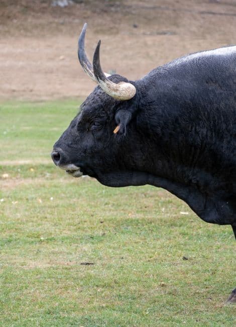 Fiesta: Fiestas de San Juan de Soria, Soria