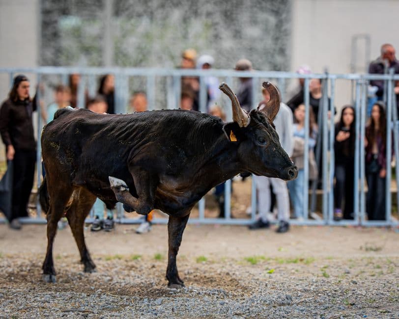 Fiesta patronal: Fiestas de San Rafael de Vecindario, Santa Lucía de Tirajana