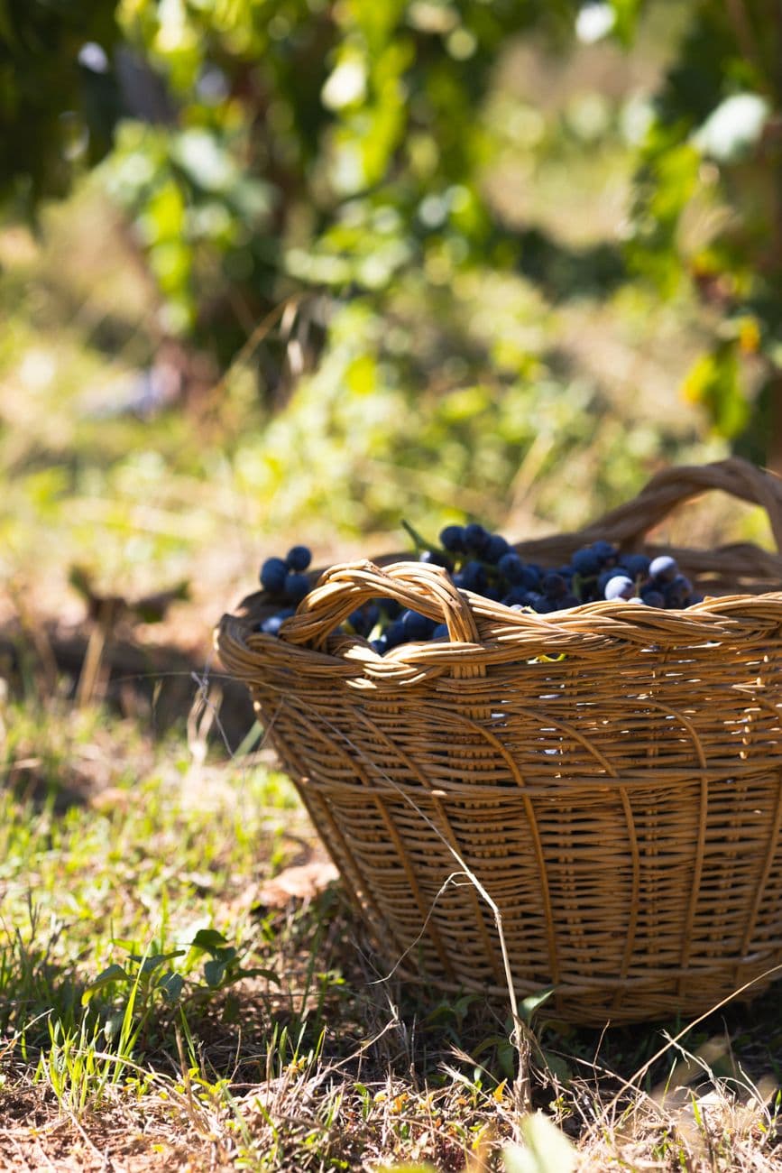Fiesta: Fiestas del Vino de Bullas 2026