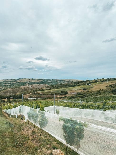 Fiesta patronal: Fiestas de Santa Ana en Quinto, Quinto