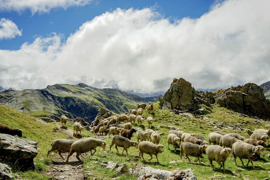Fiesta: Fiestas de Santiago Apóstol en Nieva de Cameros, Nieva de Cameros