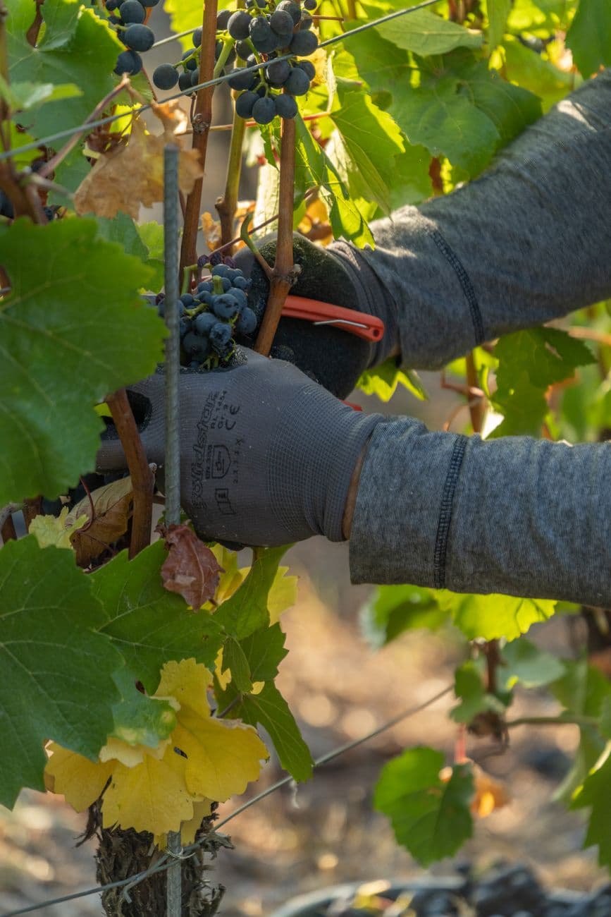 Feria: Fiestas de la Vendimia y el Vino 2026 en Valdepeñas