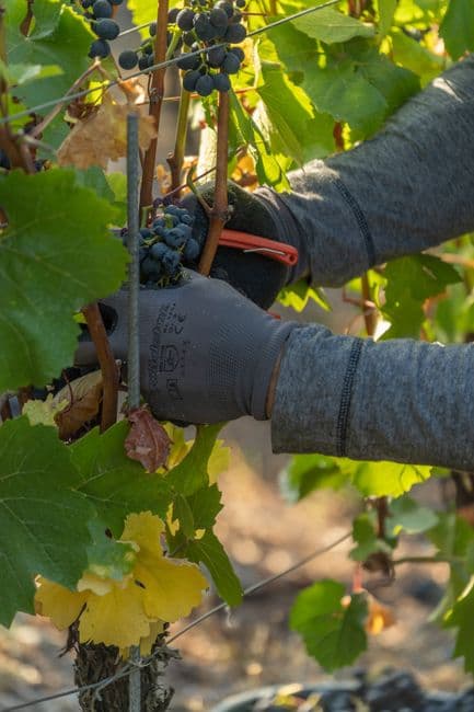 Feria: Fiestas de la Vendimia y el Vino, Valdepeñas