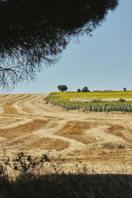 Fiesta patronal: Fiestas de la Virgen de Magallón en Leciñena, Leciñena