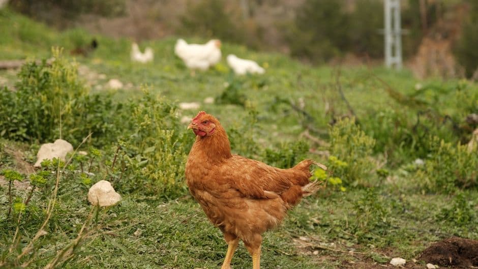 Feria: Fira Agrícola i Ramadera de Santa Eugènia, Santa Eugènia