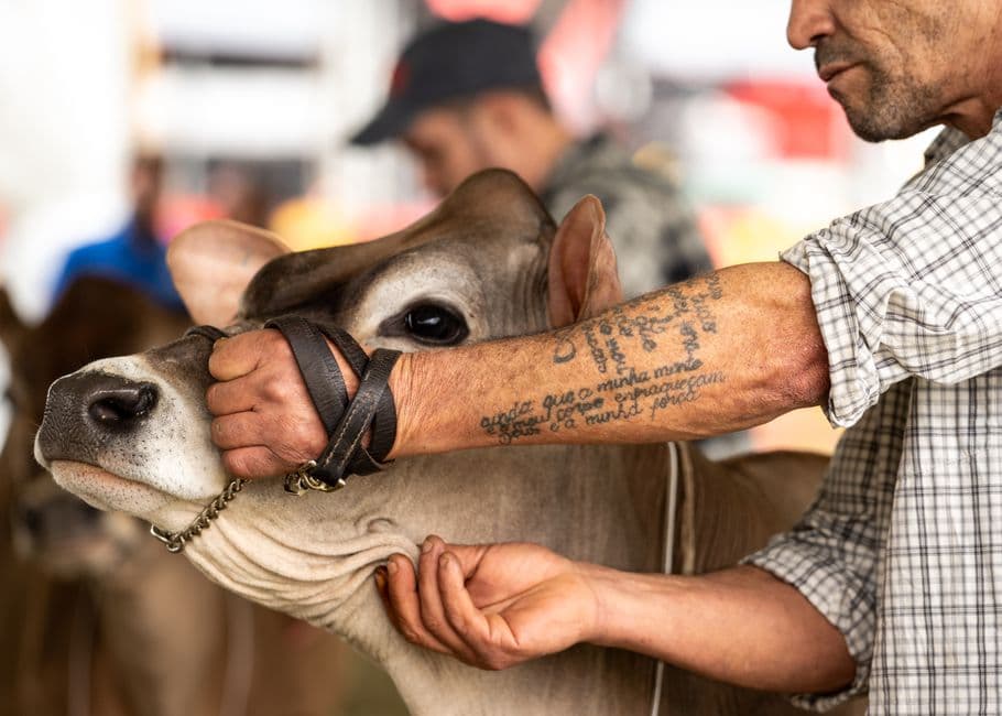 Feria: Fira de Sant Isidre de Ferreries, Ferreries