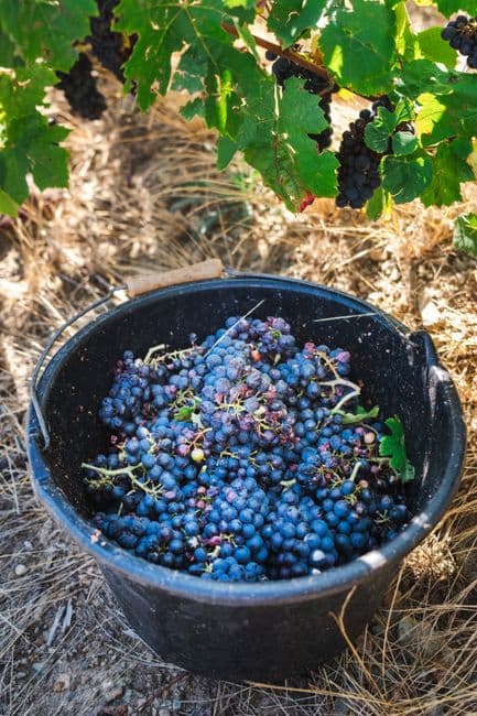 Feria: Gran Fiesta de la Vendimia de la Ribera del Duero en Aranda de Duero, Aranda de Duero