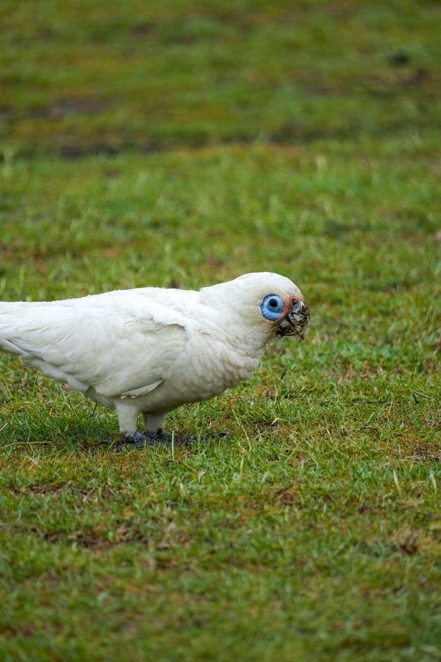 Evento: Jornadas Barrocas de Corella, Corella