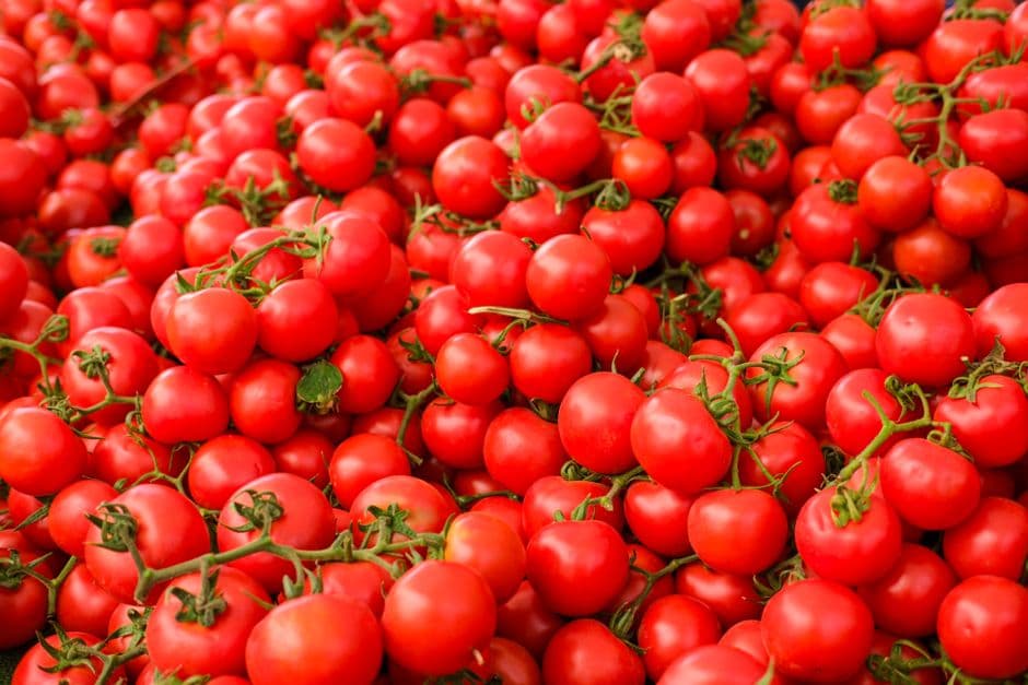 Fiesta: La Tomatina, Buñol