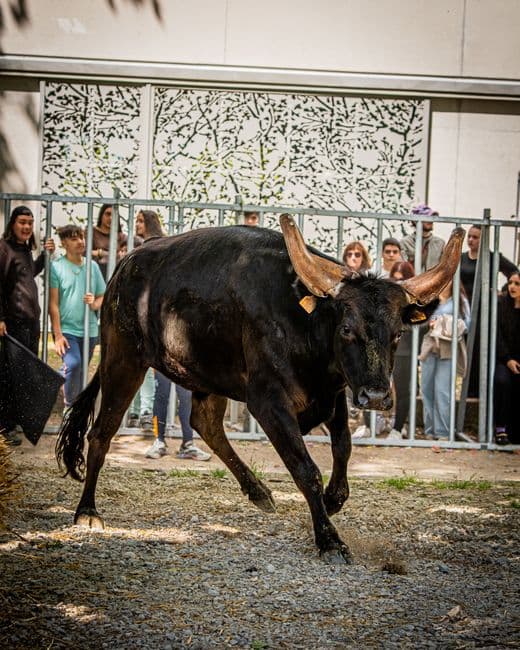 Fiesta: Los Encierros de Ampuero, Ampuero
