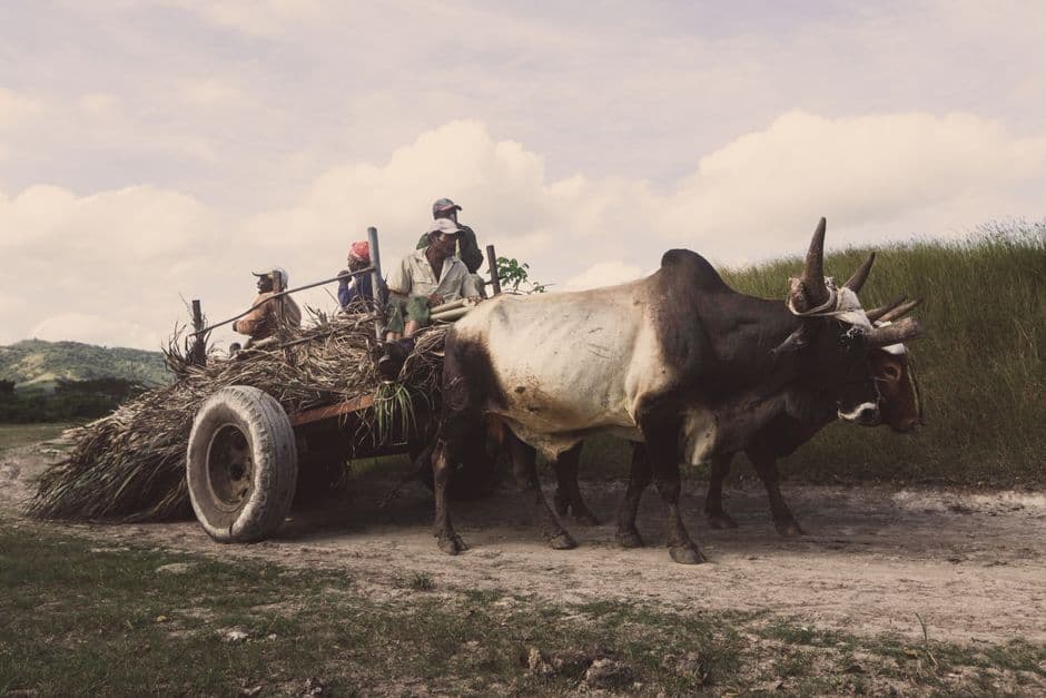 Fiesta patronal: Romería de San Isidro Labrador de Prado del Rey, Prado del Rey