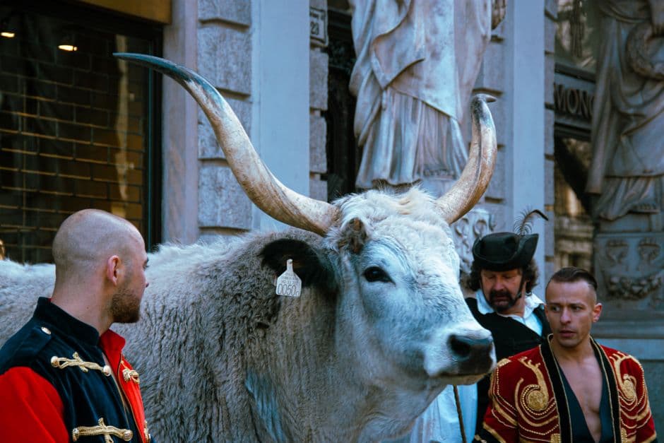 Fiesta patronal: Romería de San Marcos de Tegueste, Tegueste