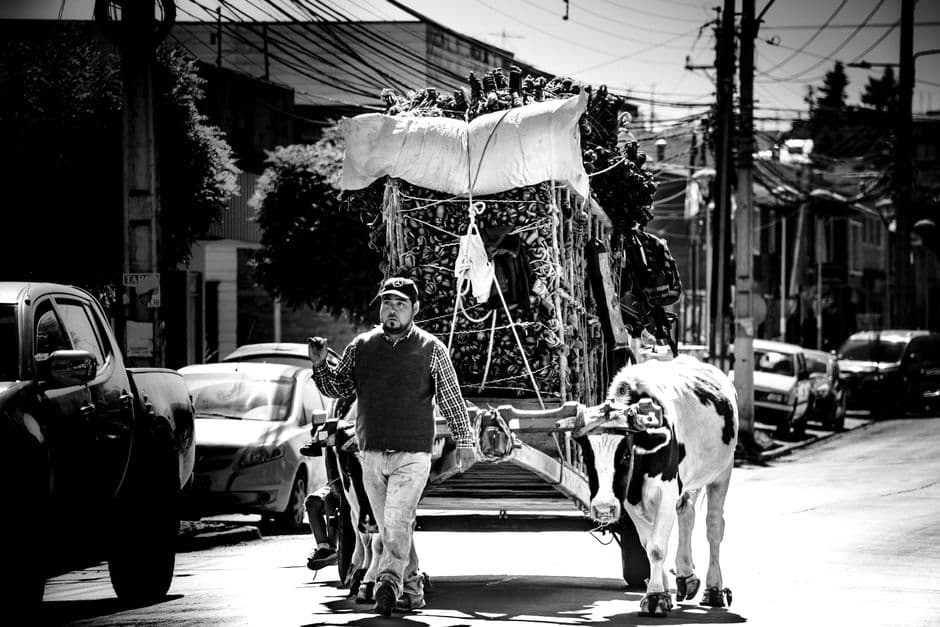 Fiesta patronal: Romería Regional de San Benito Abad de La Laguna, San Cristóbal de La Laguna