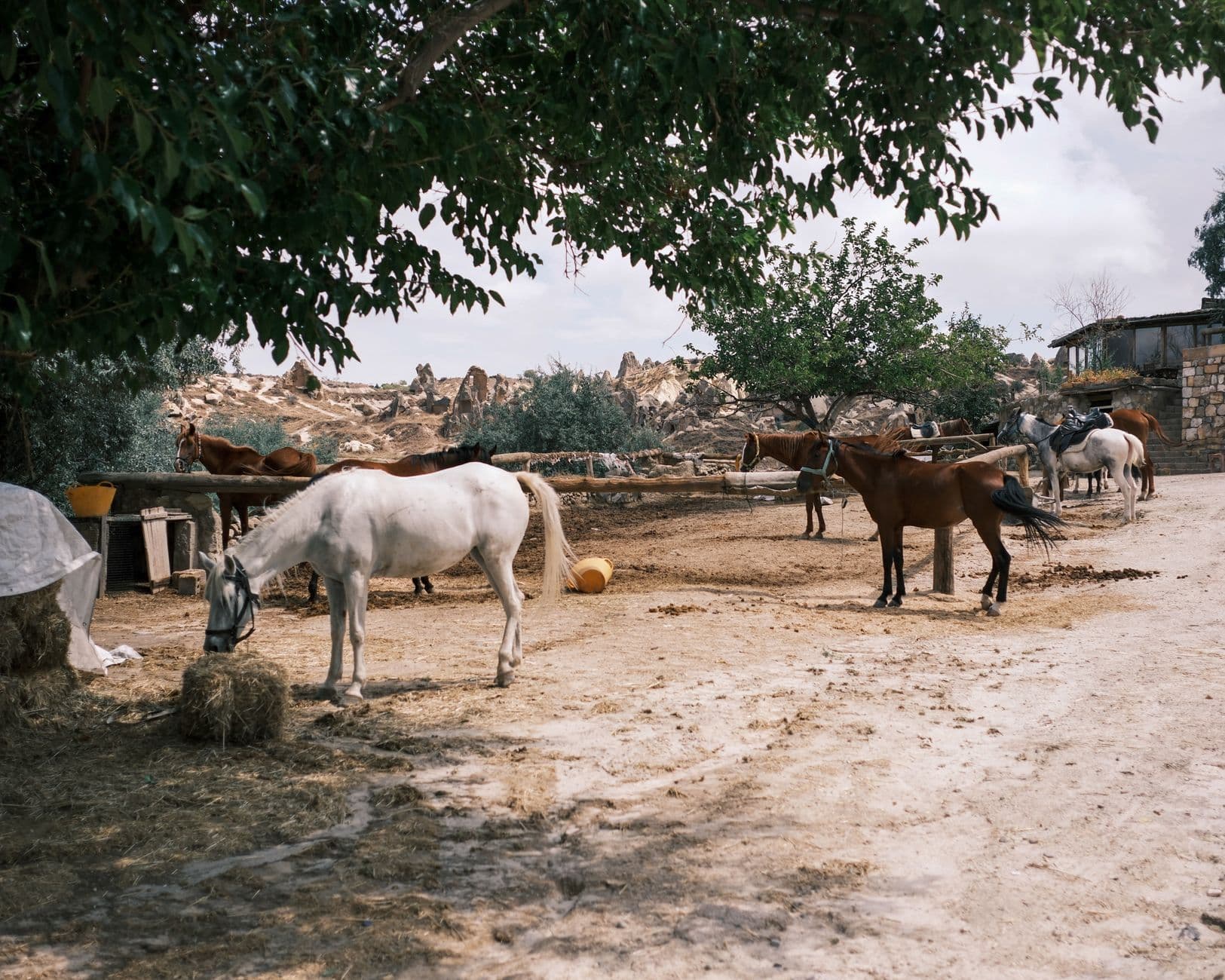 Feria: SICAB, Salón Internacional del Caballo de Sevilla, Sevilla
