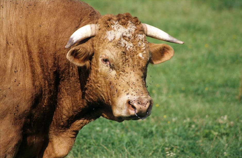 Fiesta: Toro de la Vega (Toro de la Peña) en Tordesillas, Tordesillas