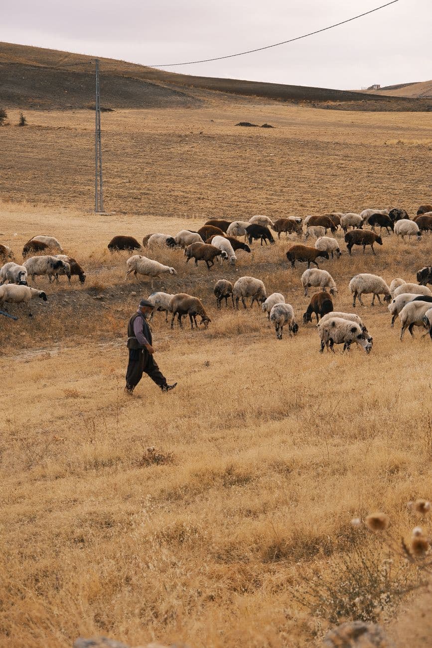 Feria: Feria Agroganadera de Huéscar y Concurso Nacional de la Oveja Segureña, Huéscar