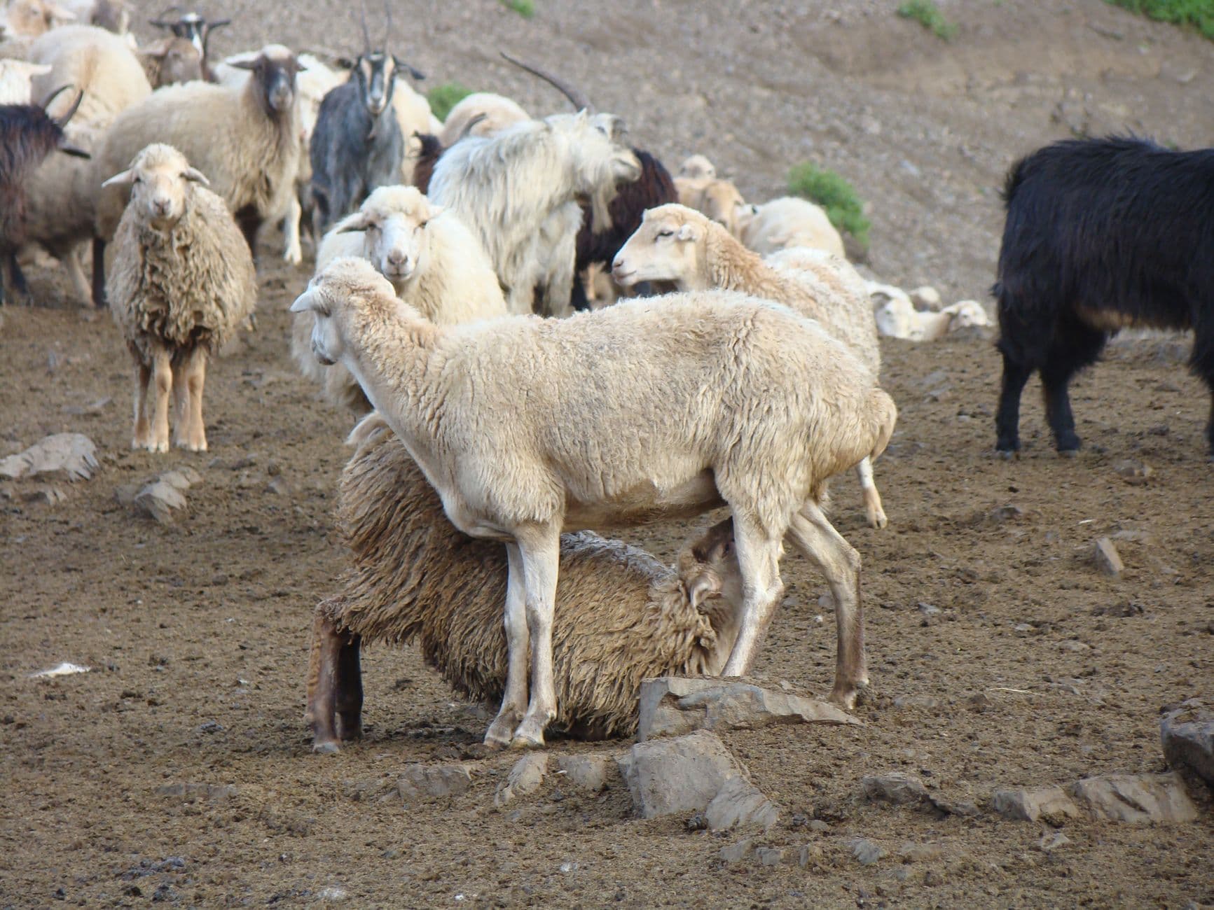 Feria: Feria de Ganado de Silió, Molledo
