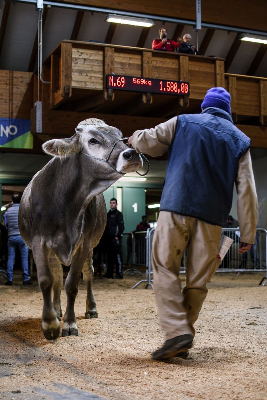 Feria: La Nogalea de Ruente, Ruente